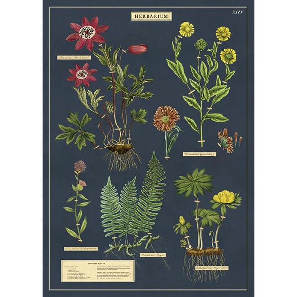 카발리니 포스터-Herbarium